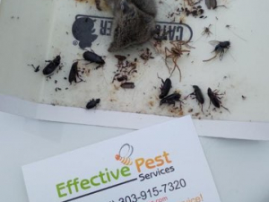 Effective Pest Services of Northern Colorado