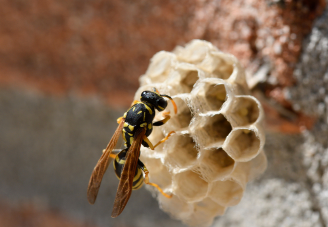European Paper Wasp